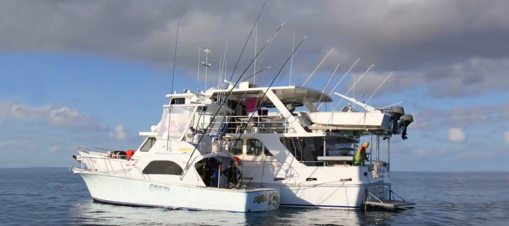 Iron Lady and Wild Turkey marlin fishing charter Cairns