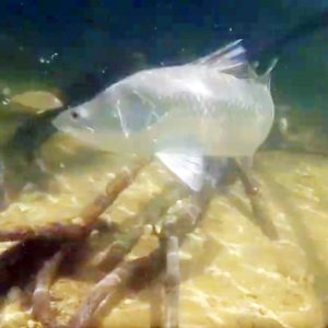 Sight Fishing for Barramundi in Mangroves