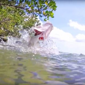 Barramundi leaping from mangrove lined river in Arnhem Land