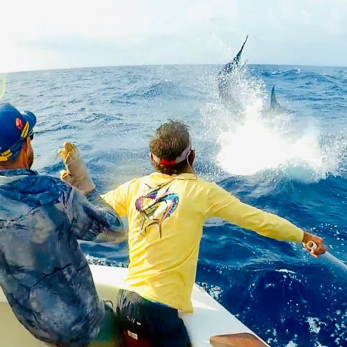chasing a black marlin in the Great Barrier Reef
