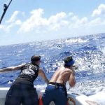Marlin fishing charter Cairns