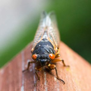 cicada