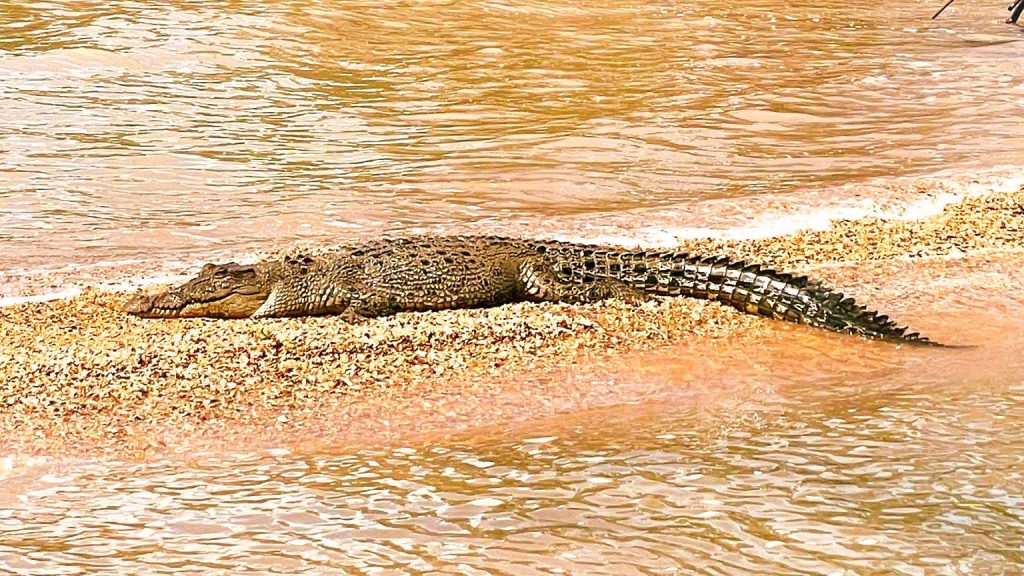 Crocodile lazing on a sandbank in East Arnhem Land