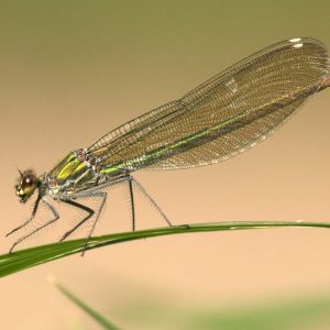 Damselfly landing above the water