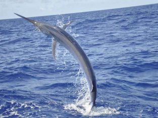 leaping game fish