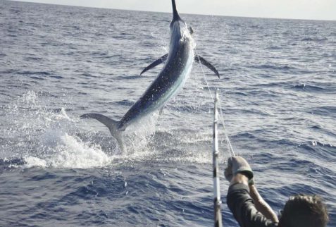 Black Marlin fishing Cairns