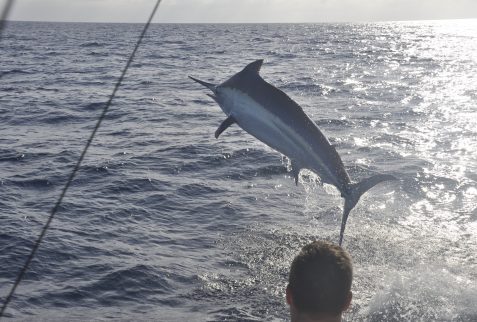 marlin game fishing season