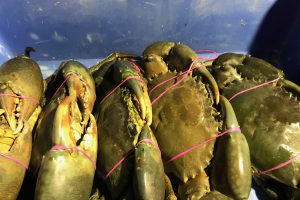 arnhem land crabs