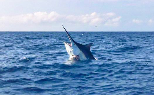 Black Marlin caught aboard Wild Turkey- Cairns Fishing Charters in the bluewater off Cairns, Great Barrier Reef