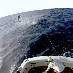 Wild Turkey in the Port Douglas Marlin Challenge -Best Angler 2024