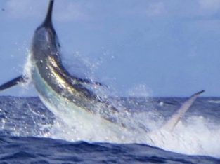 large fighting Black Marlin