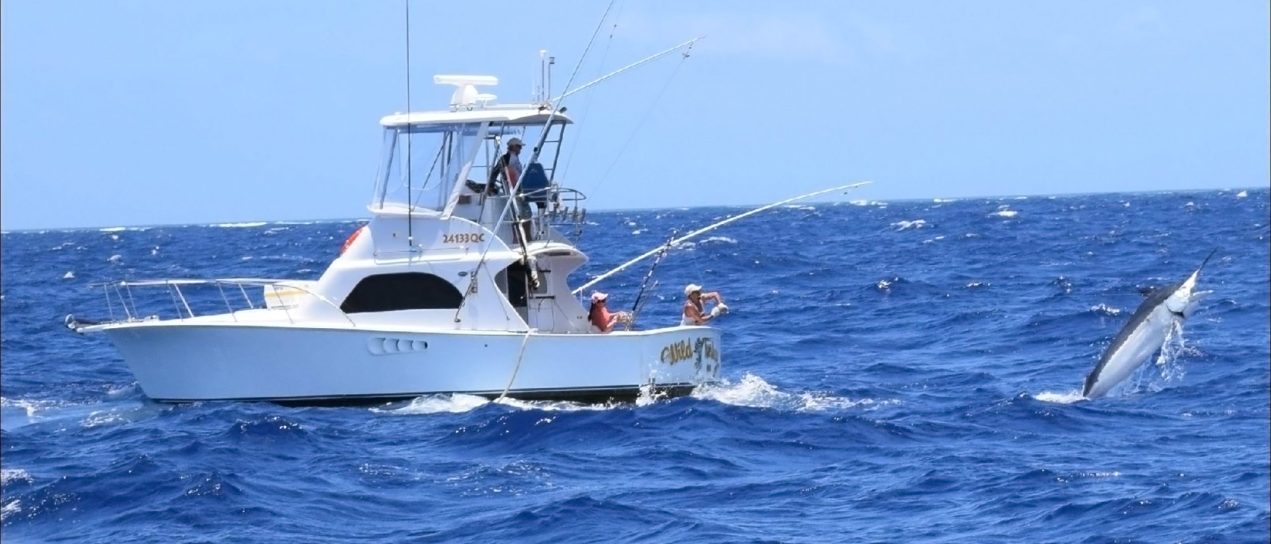 Wild Turkey Sport Fishing Boat with a Marlin catch in Great Barrier Reef off Cairns