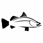 Barramundi